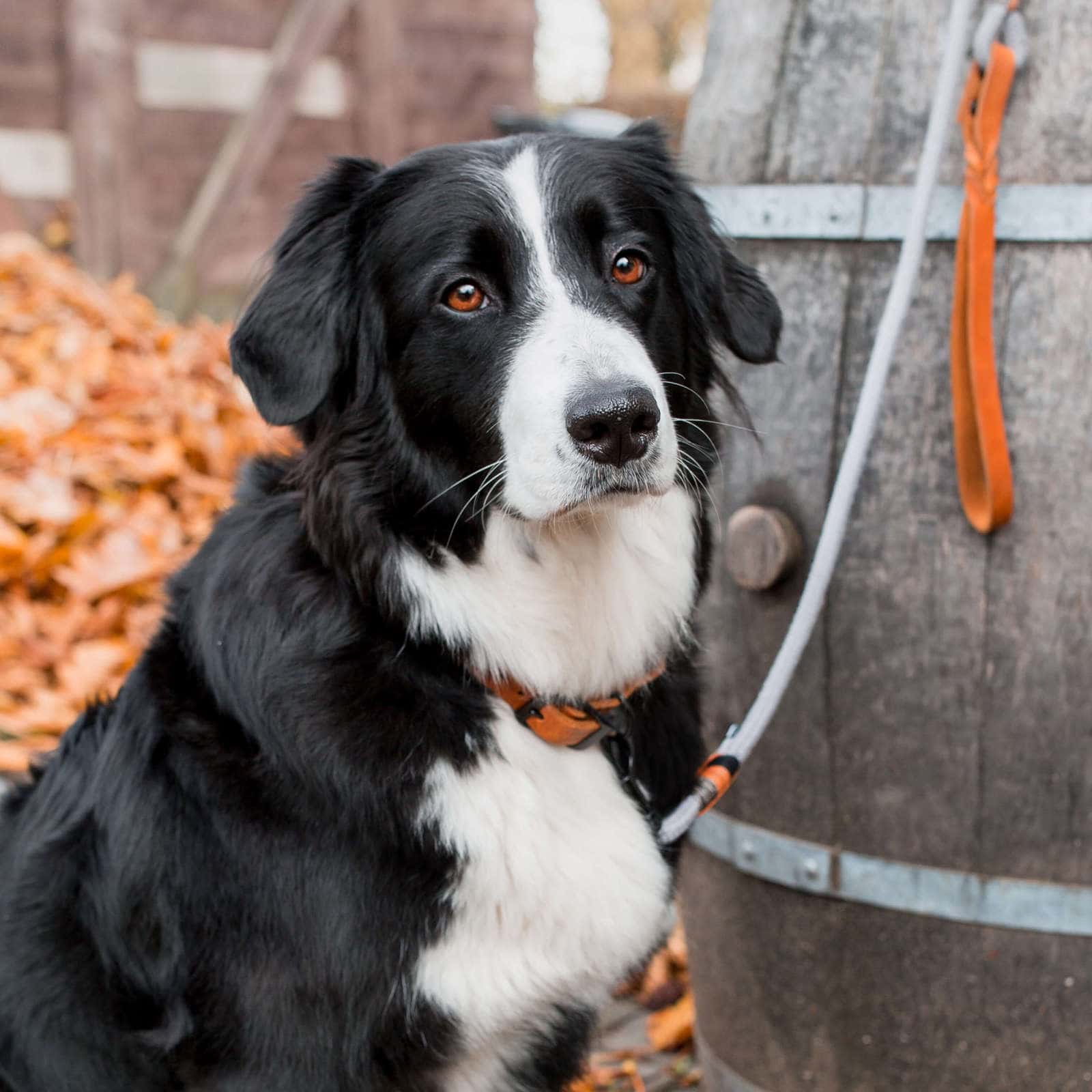 IMRUDEL Cloudy Grey Hundehalsband an Bella