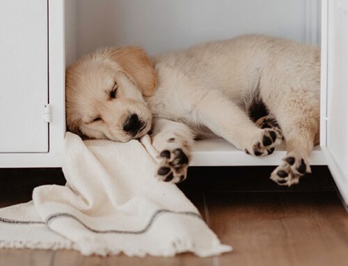 Fellfreundschaften – 8 Tipps für die Hundefotografie