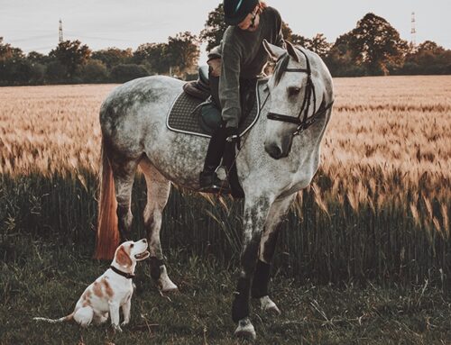 Über Johanna und ihr Leben mit Hund und Pferd
